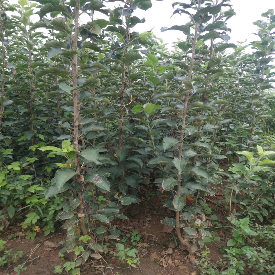 秦冠苹果苗、秦冠苹果苗价格及基地