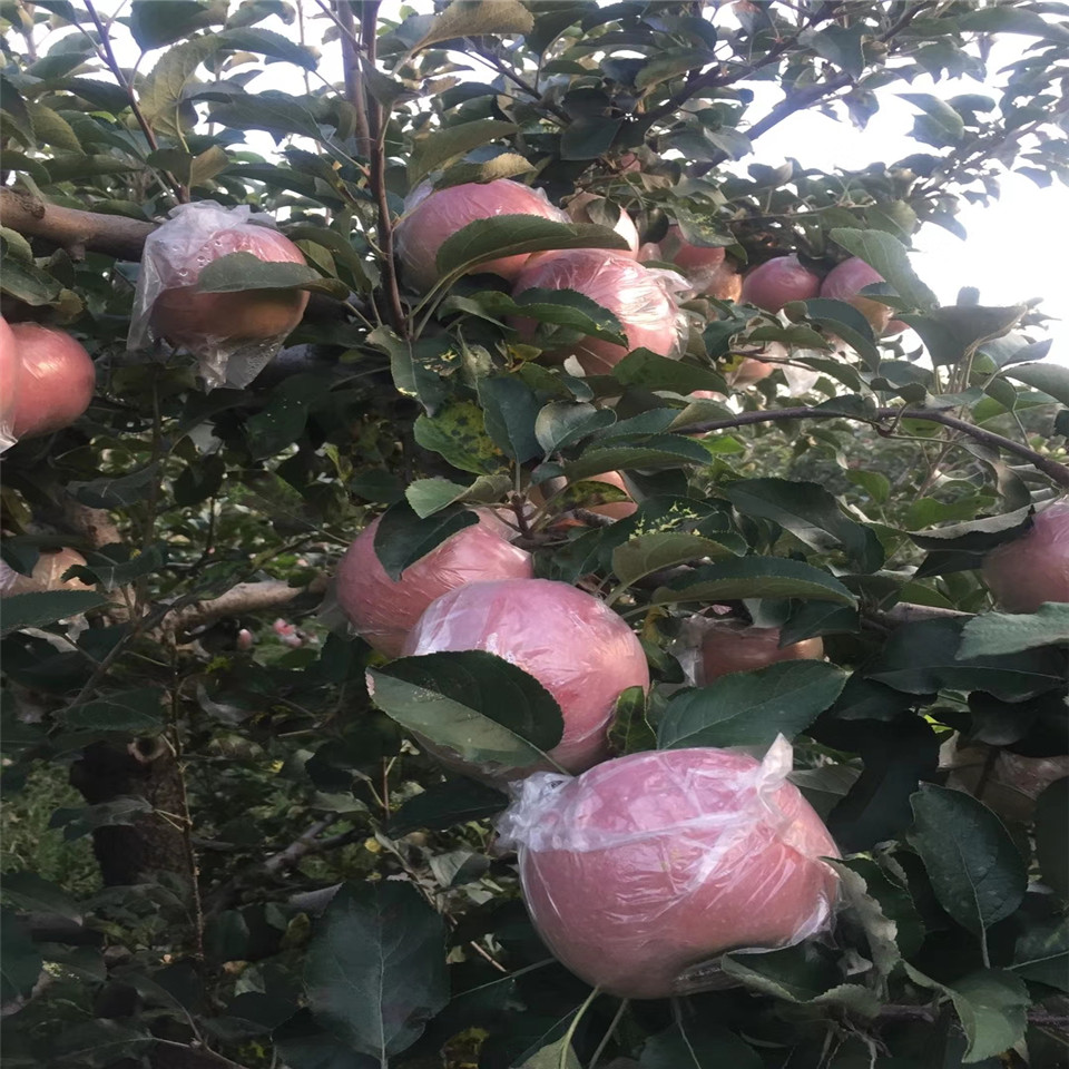 秦冠苹果苗、秦冠苹果苗价格及基地