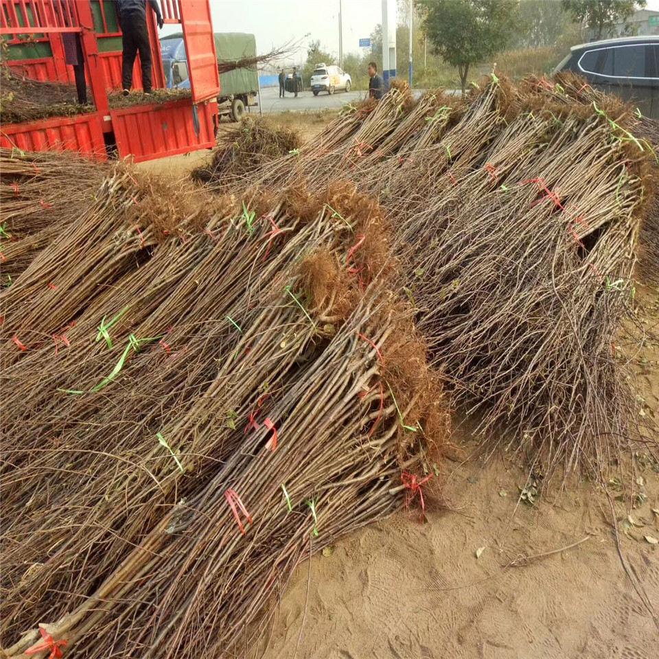 鲁丽苹果树苗基地批发、鲁丽苹果树苗基地报价