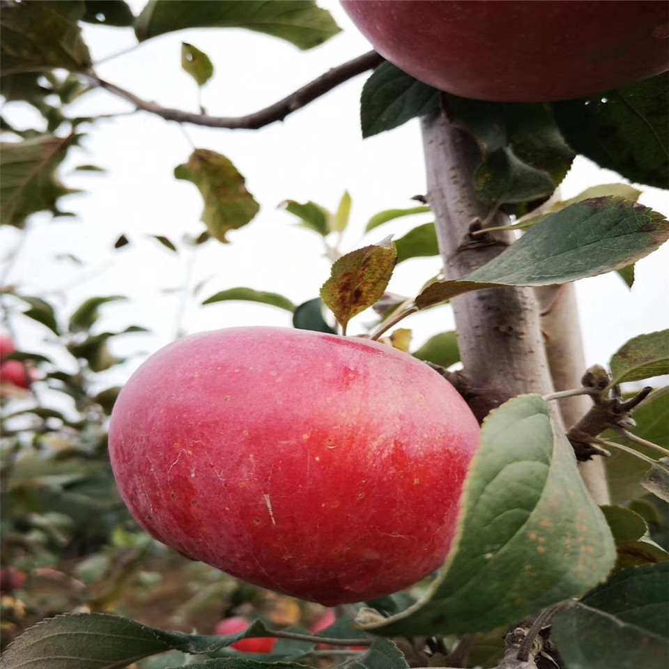 矮化苹果树苗批发价、矮化苹果树苗批发价格