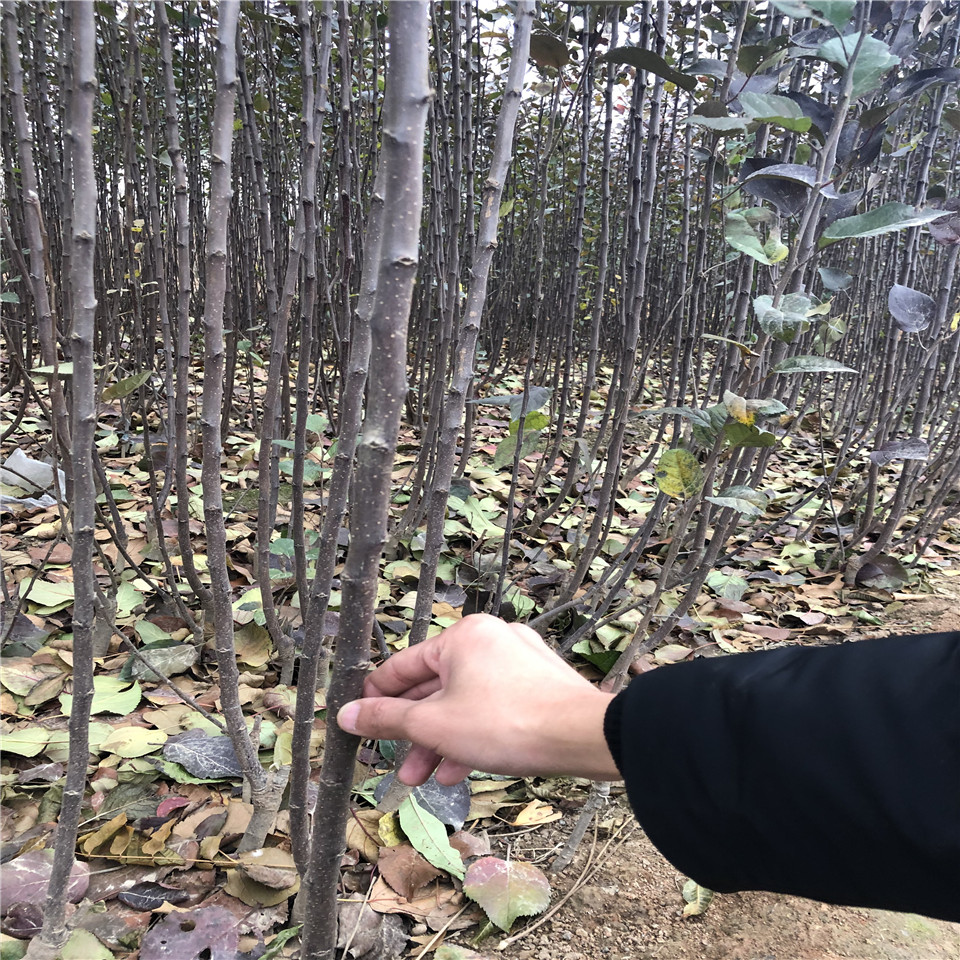 千雪苹果树苗批发价、千雪苹果树苗价格及批发