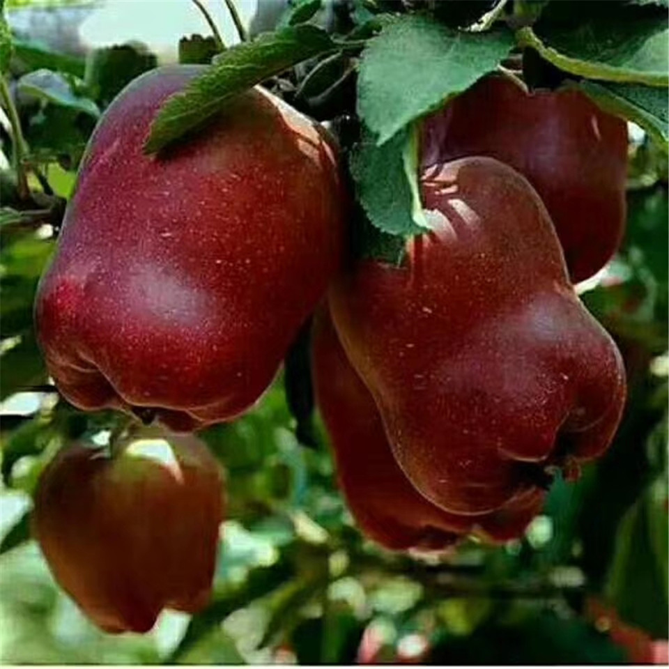 瑞香紅蘋(píng)果樹(shù)苗價(jià)格、瑞香紅蘋(píng)果樹(shù)苗價(jià)格及批發(fā)