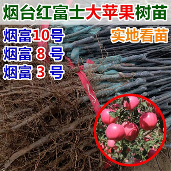 魯麗蘋果樹苗批發(fā)、魯麗蘋果樹苗價格報(bào)價