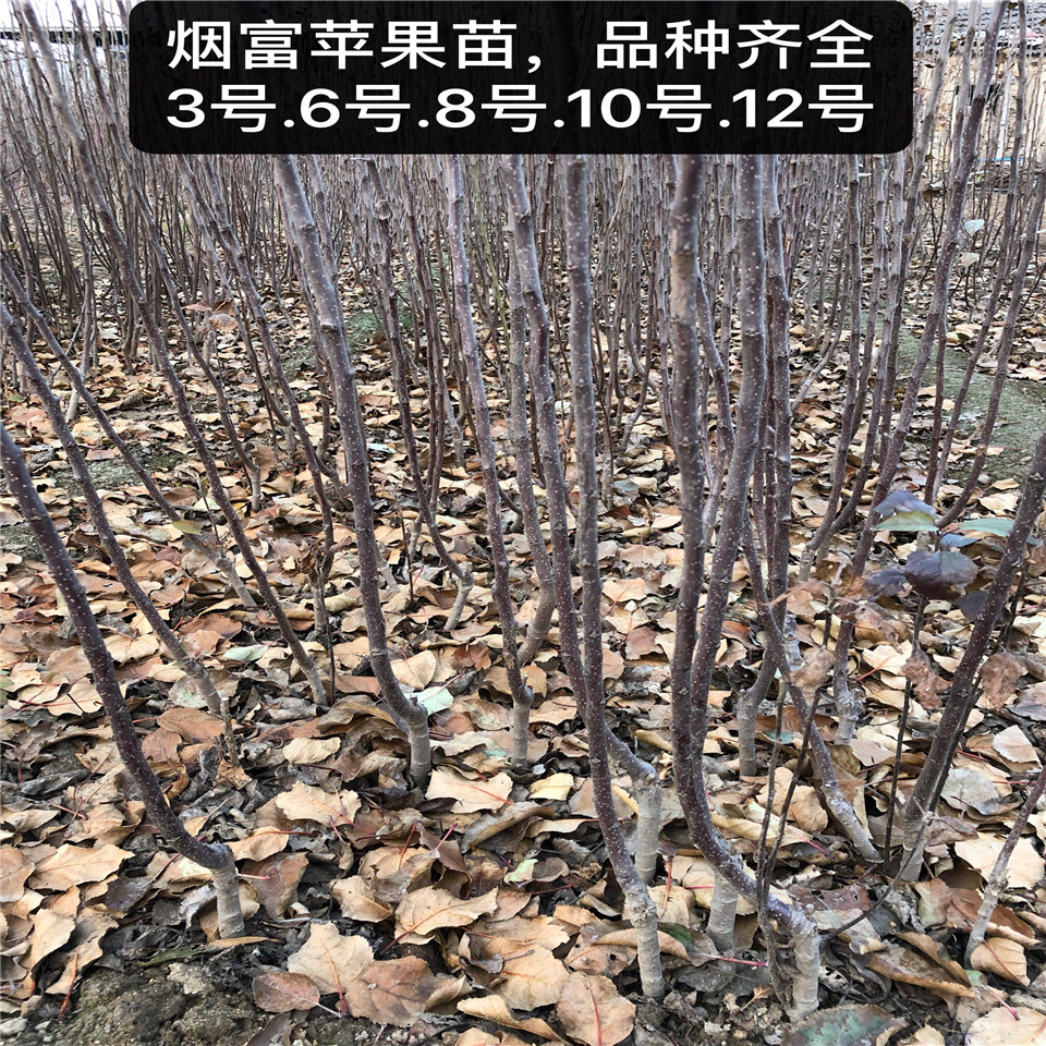 嫁接苹果树苗供应、嫁接苹果树苗出售价格