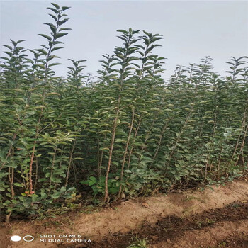 紅色之愛蘋果樹苗供應(yīng)、紅色之愛蘋果樹苗基地報(bào)價(jià)