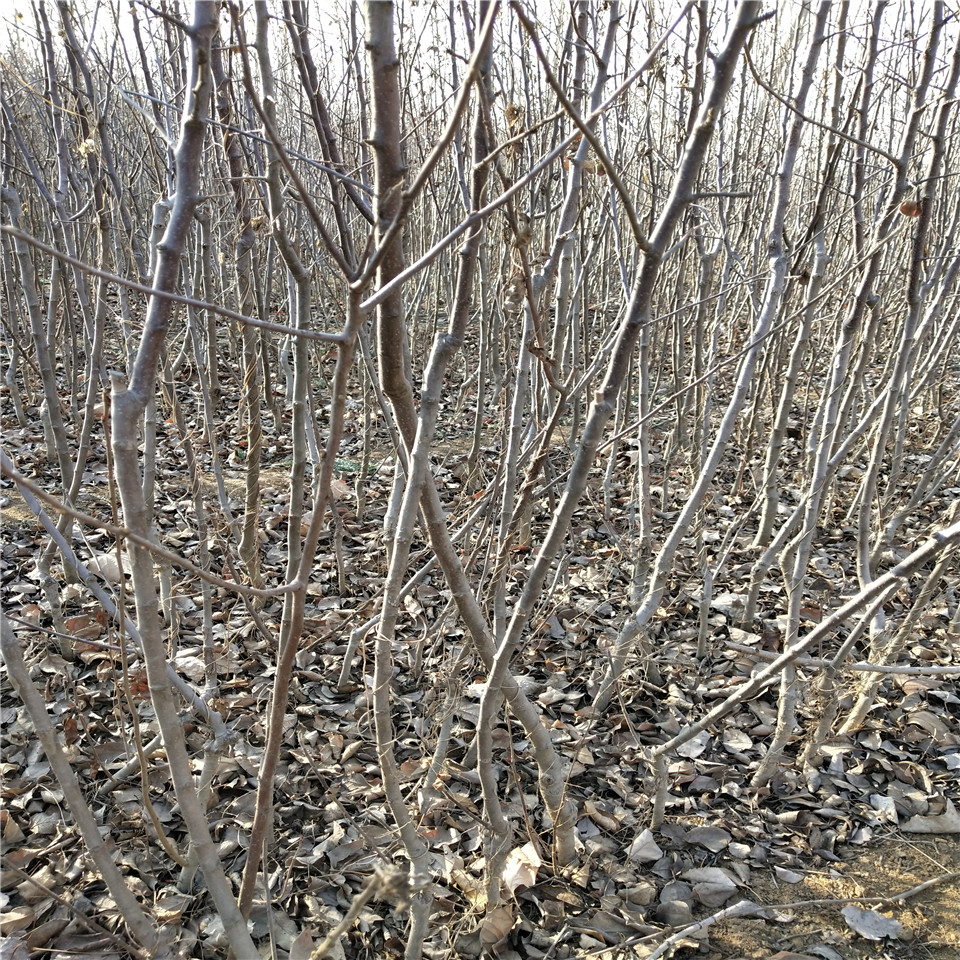 秦脆苹果树苗基地批发、秦脆苹果树苗价格公示