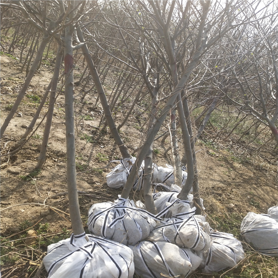 秦冠苹果苗、秦冠苹果苗价格及基地