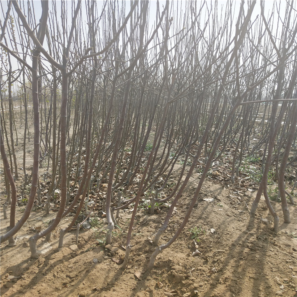 自根砧苹果树苗供应批发、自根砧苹果树苗基地