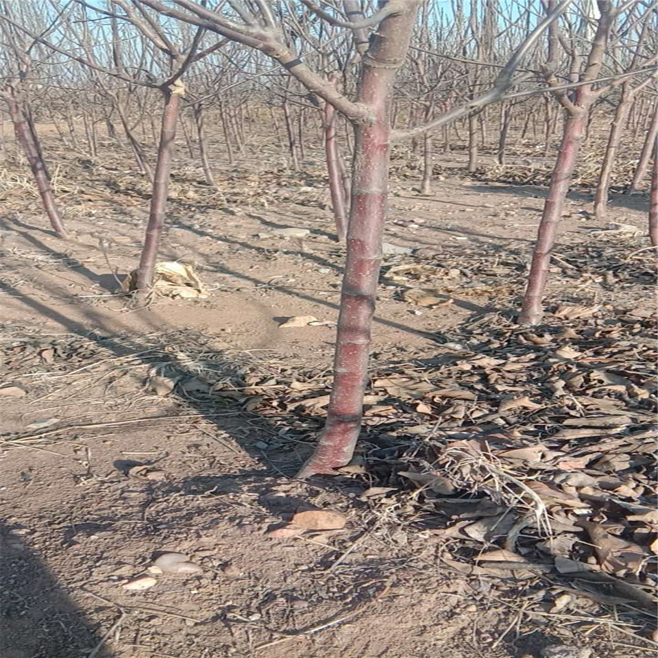 鲁丽苹果树苗基地批发、鲁丽苹果树苗价格公示