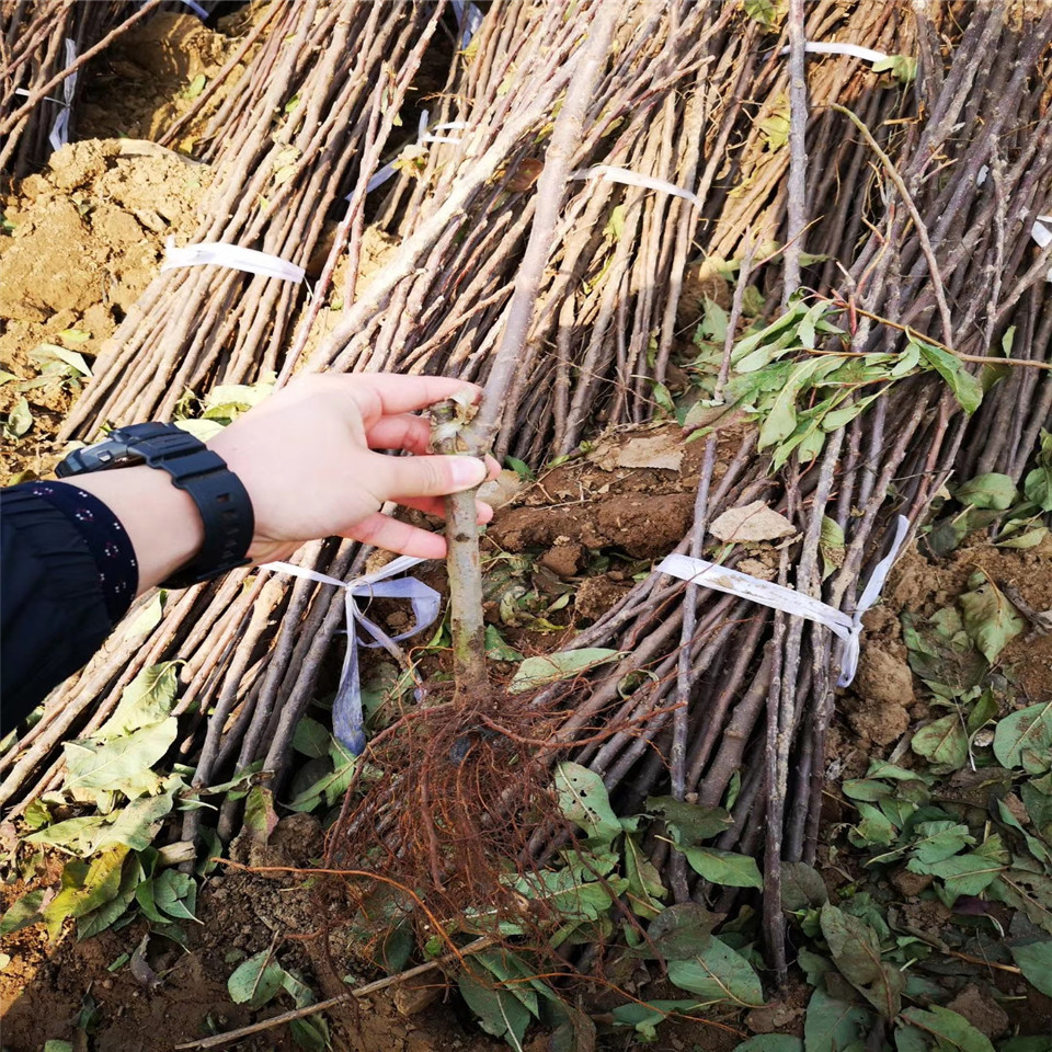 鲁丽苹果树苗基地批发、鲁丽苹果树苗价格公示