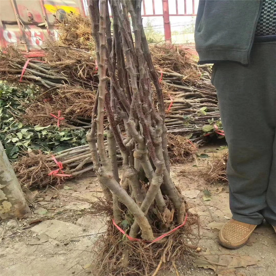 澳洲青苹果树苗供应、澳洲青苹果树苗基地