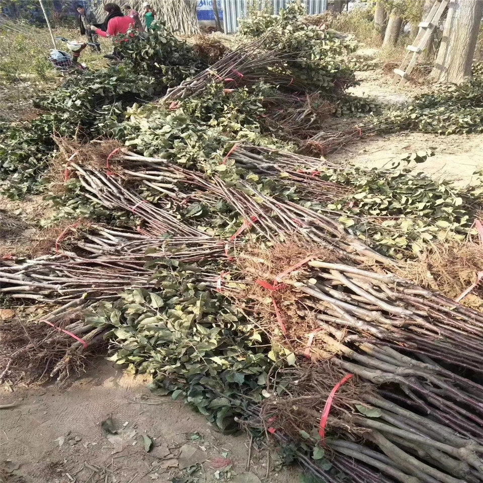 维纳斯黄金苹果树苗价格及基地、维纳斯黄金苹果树苗价格一览表