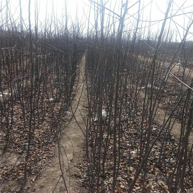 早熟蘋果樹苗價格公示、早熟蘋果樹苗基地報價