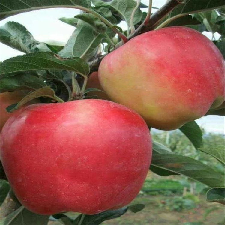 瑞香紅蘋果樹苗幾元一棵、購買瑞香紅蘋果樹苗新品種