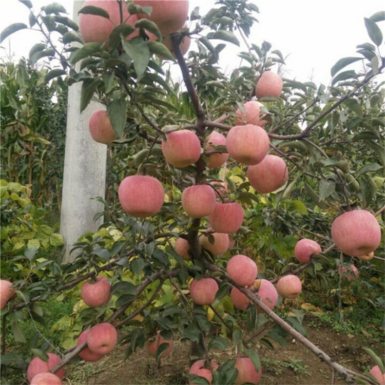 魯麗蘋(píng)果樹(shù)苗基地價(jià)格、購(gòu)買(mǎi)魯麗蘋(píng)果樹(shù)苗價(jià)格