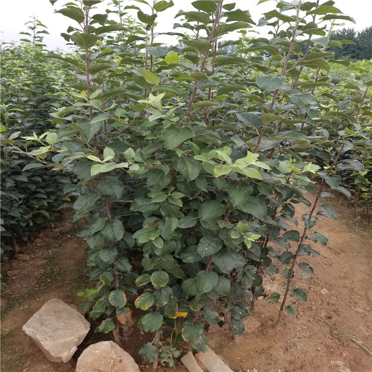 瑞香紅蘋果樹苗幾元一棵、購(gòu)買瑞香紅蘋果樹苗新品種