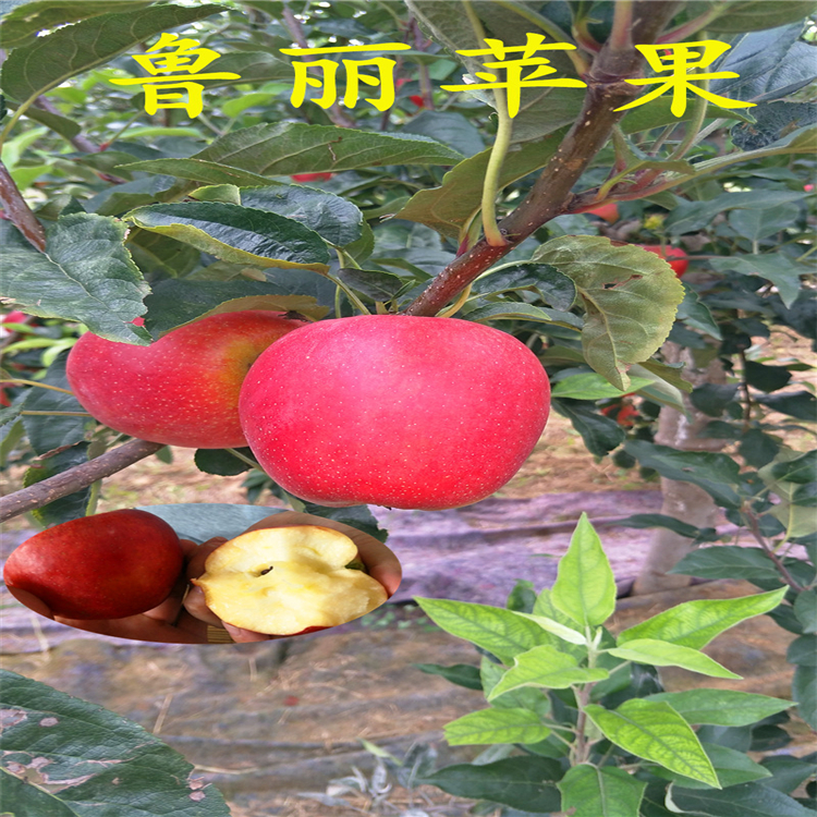 秦脆蘋(píng)果樹(shù)苗幾元一棵、購(gòu)買(mǎi)秦脆蘋(píng)果樹(shù)苗新品種