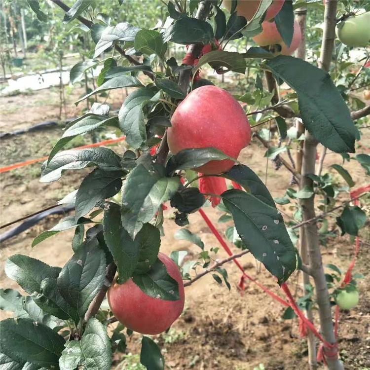 矮化早熟苹果苗、矮化早熟苹果苗生产基地