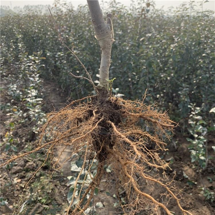 紅玉蘋果苗批發(fā)、紅玉蘋果苗種植基地
