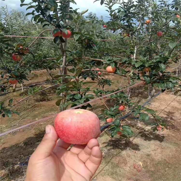 矮化煙富6號蘋果苗、矮化煙富6號蘋果苗價格