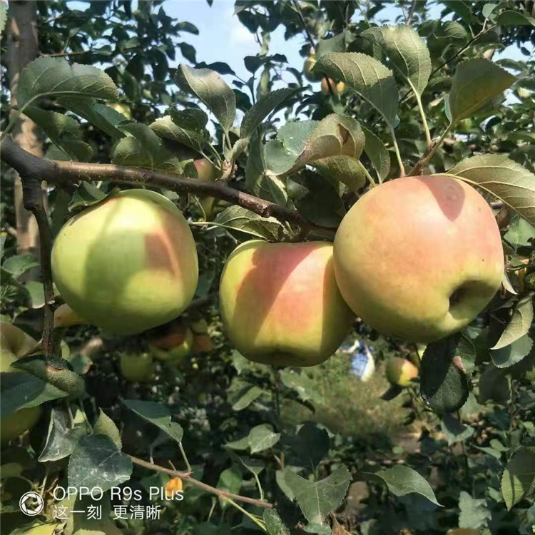 魯麗蘋果苗供應(yīng)、魯麗蘋果苗價格公示