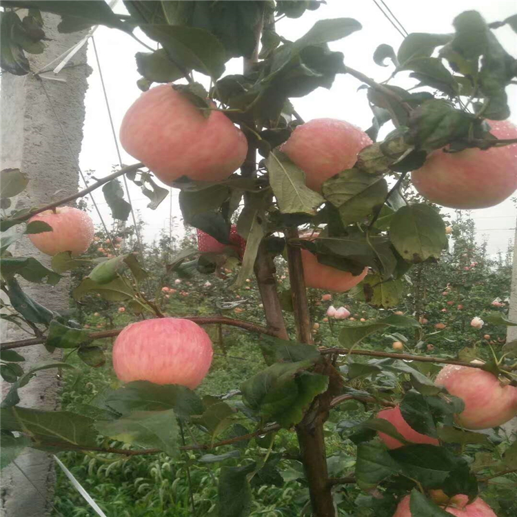 矮化煙富蘋果苗、矮化煙富蘋果苗價(jià)格