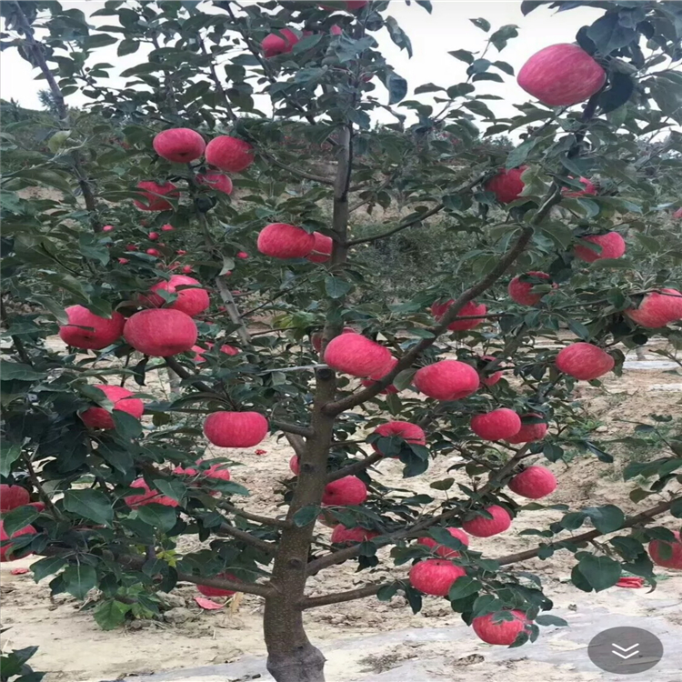 矮化大紅榮蘋果苗、矮化大紅榮蘋果苗價格