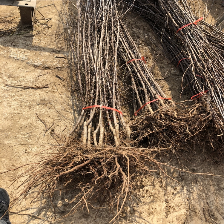 自根砧苹果树苗附近基地、自根砧苹果树苗批发价格