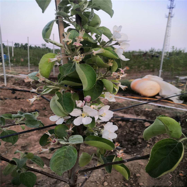 花牛蘋果樹苗價格公示、花牛蘋果樹苗基地報價