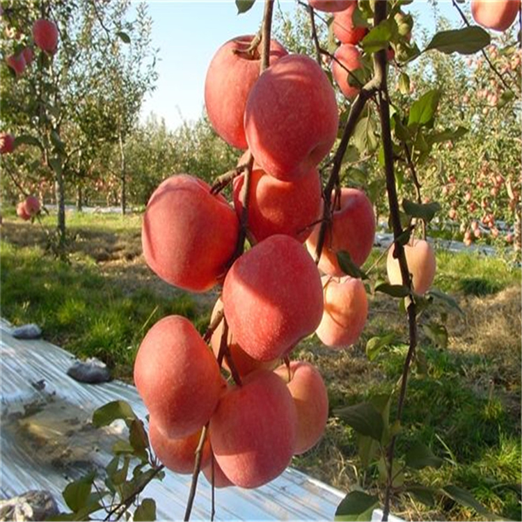 瑞香紅蘋(píng)果樹(shù)苗購(gòu)買(mǎi)價(jià)格、瑞香紅蘋(píng)果樹(shù)苗今年價(jià)格