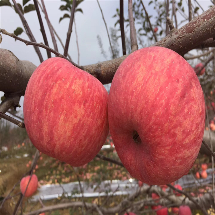 矮化煙富蘋果苗、矮化煙富蘋果苗價(jià)格