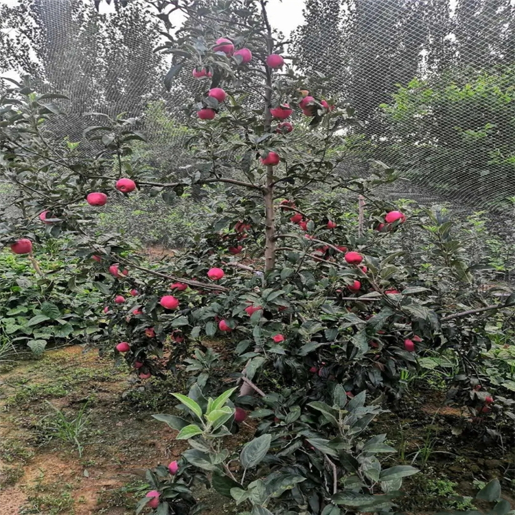 藤牧一号苹果苗批发、藤牧一号苹果苗种植基地