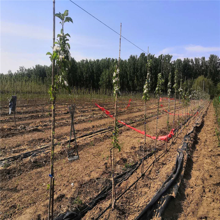 瑞香紅蘋果苗批發(fā)、瑞香紅蘋果苗種植基地