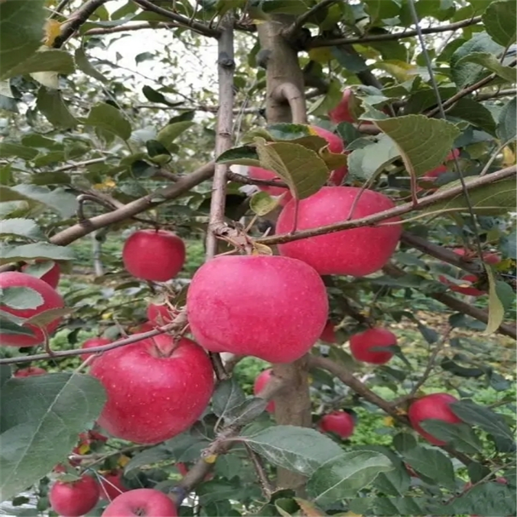 矮化煙富蘋果苗、矮化煙富蘋果苗價(jià)格