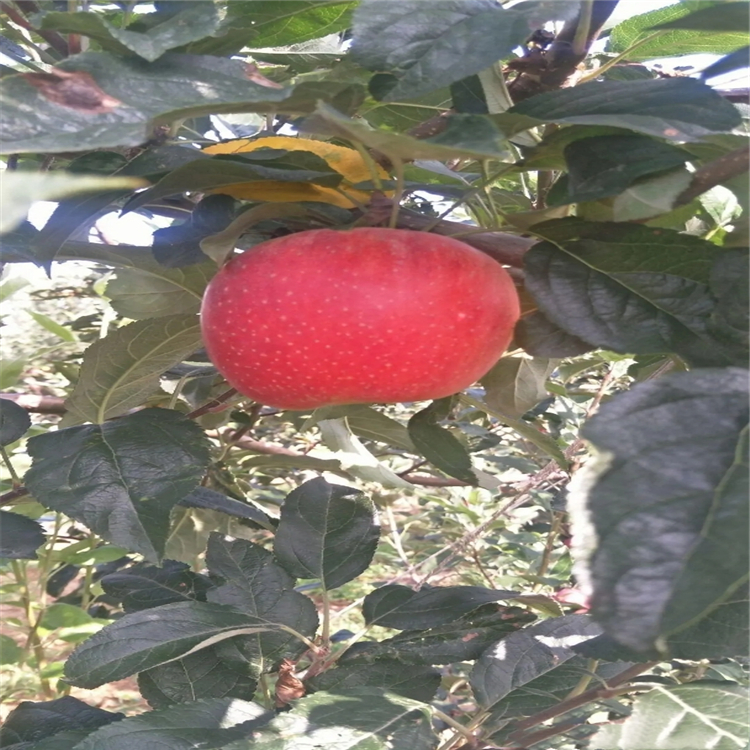瑞香紅蘋果苗供應(yīng)、瑞香紅蘋果苗價格公示