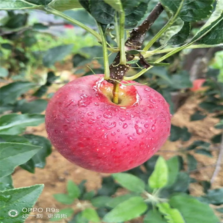 瑞香紅蘋果樹苗基地價(jià)格、購買瑞香紅蘋果樹苗價(jià)格