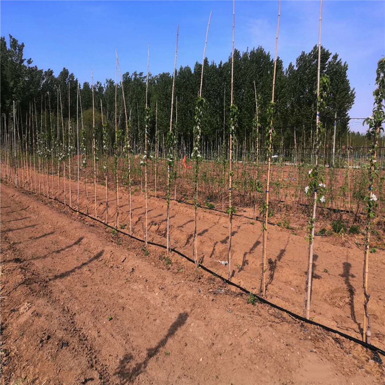 秦脆蘋果苗批發(fā)基地、秦脆蘋果苗供應(yīng)廠家