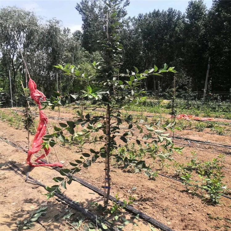 红肉苹果树苗附近基地、红肉苹果树苗批发价格