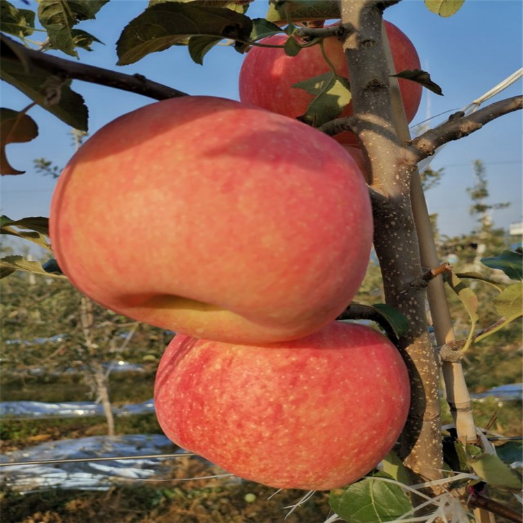 矮化王林苹果苗购买价格、王林苹果苗品种介绍