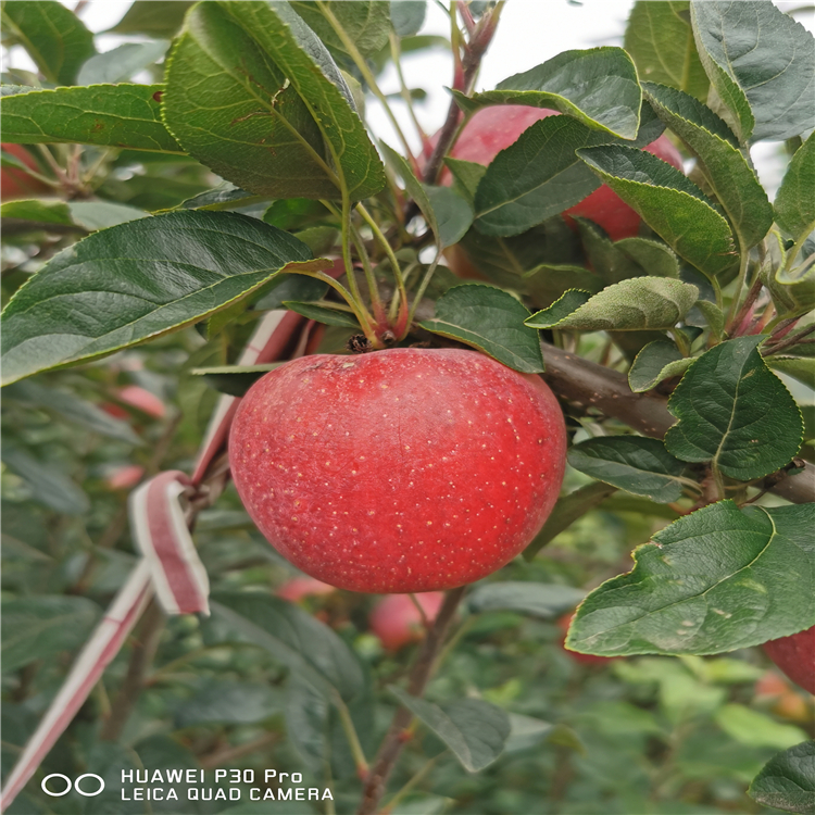 矮化華碩蘋果苗、矮化華碩蘋果苗生產(chǎn)基地