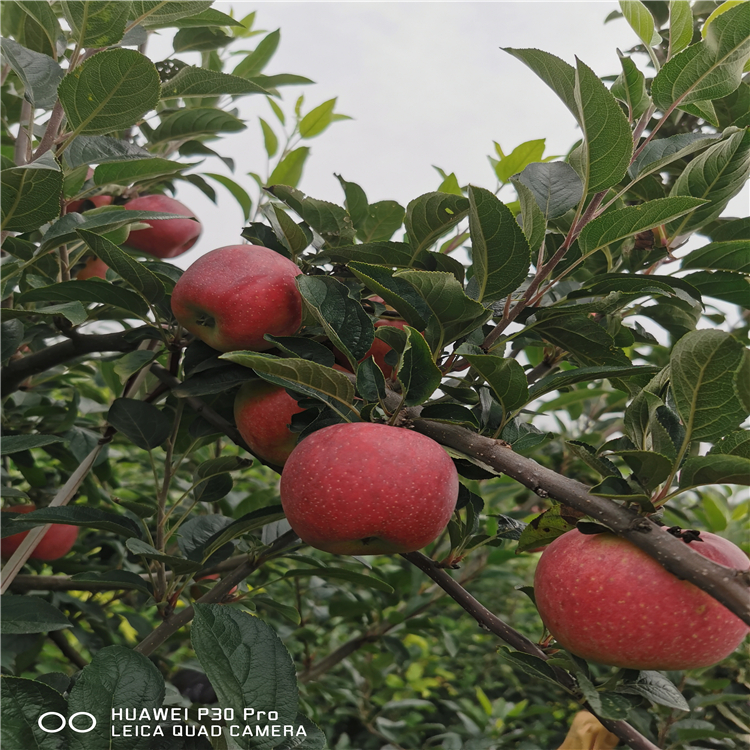 自根砧蘋(píng)果樹(shù)苗出售、自根砧蘋(píng)果樹(shù)苗價(jià)格及報(bào)價(jià)