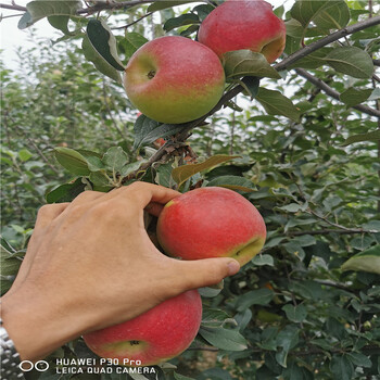 新品种沙果苹果苗、2020年沙果苹果苗价格一览表