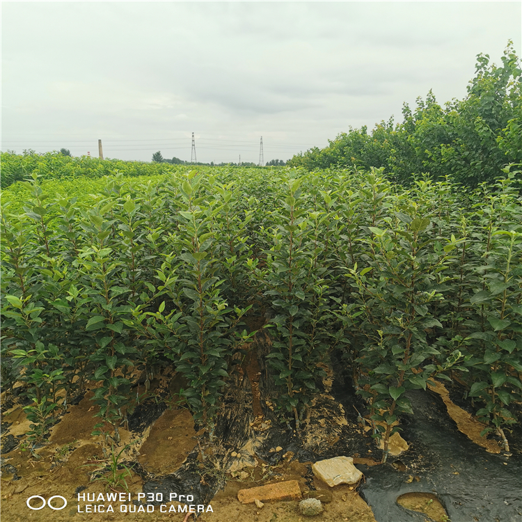 千雪蘋果苗批發(fā)、千雪蘋果苗種植基地