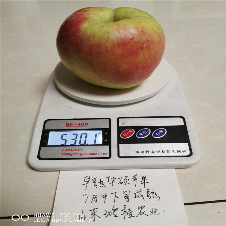 日本金星蘋(píng)果苗批發(fā)基地、日本金星蘋(píng)果苗供應(yīng)廠家