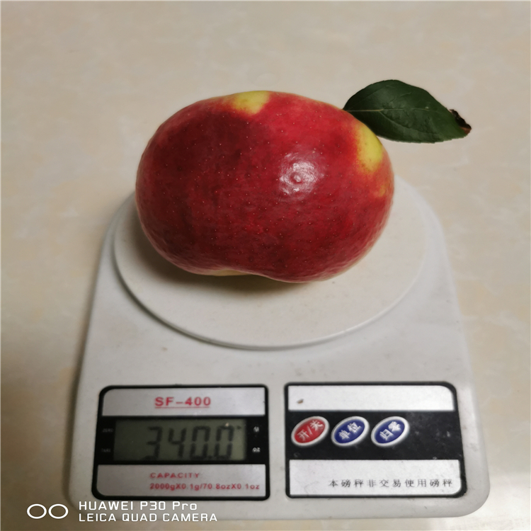 瑞香紅蘋果樹苗基地價(jià)格、購買瑞香紅蘋果樹苗價(jià)格
