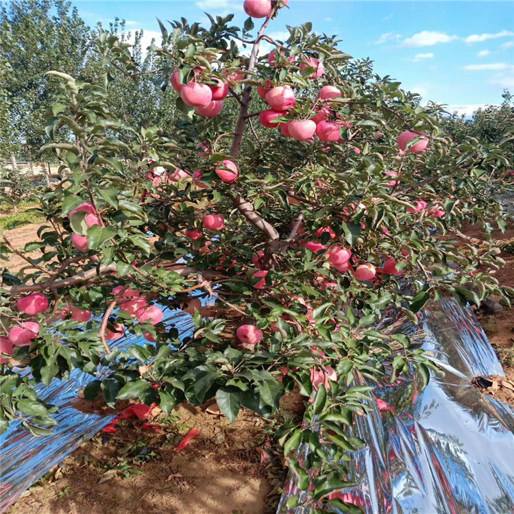 矮化信濃紅蘋果苗、矮化信濃紅蘋果苗生產(chǎn)基地
