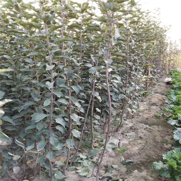 眾成二號蘋果苗批發(fā)、眾成二號蘋果苗種植基地