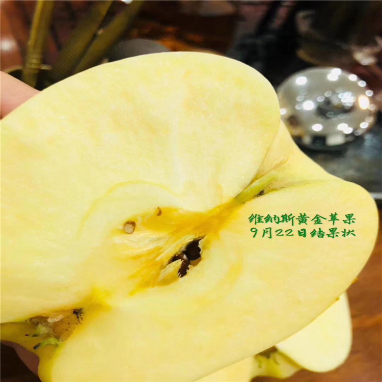 矮化自根砧蘋果苗、矮化自根砧蘋果苗價格