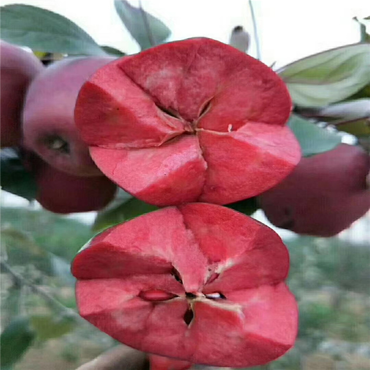 信濃紅蘋果樹苗出售、信濃紅蘋果樹苗價格及報價