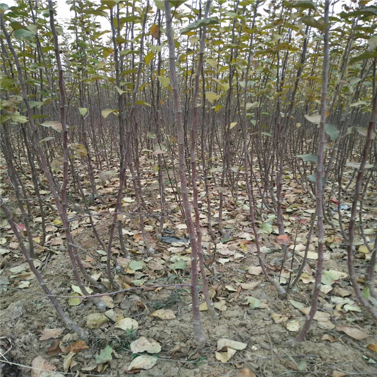 眾成二號(hào)蘋果苗批發(fā)基地、眾成二號(hào)蘋果苗供應(yīng)廠家